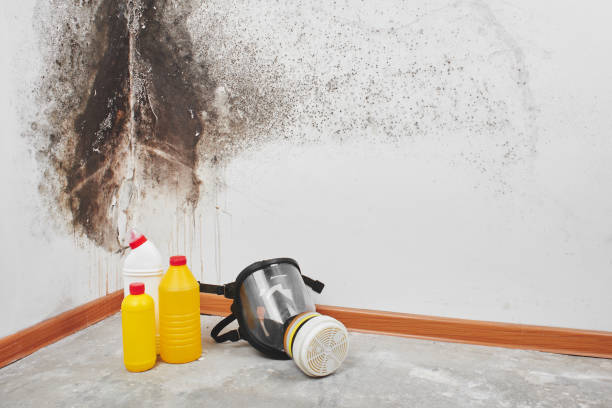 Best Residential Mold Removal  in Lahaina, HI