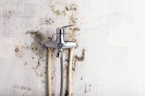 Best Fast Mold Removal  in Lahaina, HI