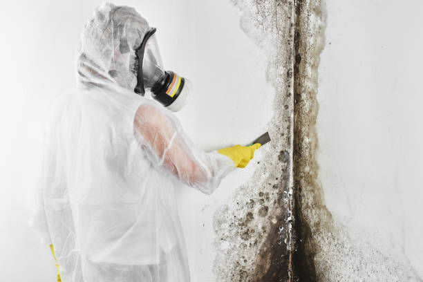 Best Commercial Mold Removal  in Lahaina, HI