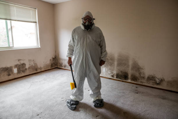 Best Residential Mold Removal  in Lahaina, HI